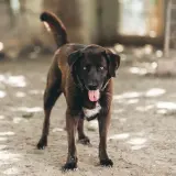 Adopta a Sane