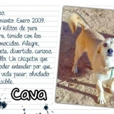 Adopta a Cava