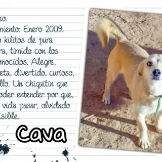 Cava