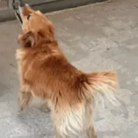 Adopta a Gordo