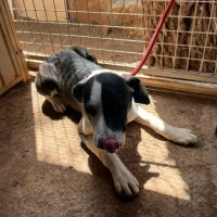 Adopta a Candas