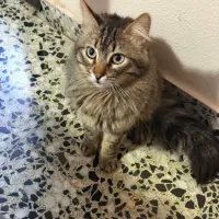 Adopta a Zeus Y Tina