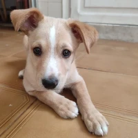 Adopta a Palmito