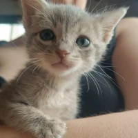 Adopta a Cloud