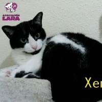 Adopta a Xena
