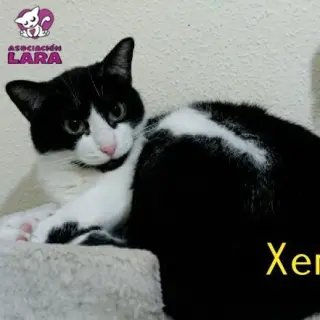 Xena