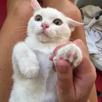 Adopta a Nata.