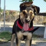 Adopta a Mazal