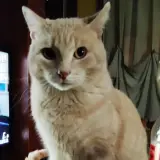 Adopta a Nicolai
