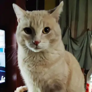 Nicolai