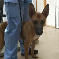 Adopta a Anuel