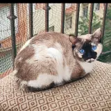 Adopta a Sora