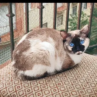 Sora