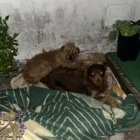 Adopta a Luna Y Linda