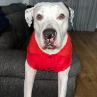 Adopta a Jc
