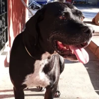 Adopta a Lara