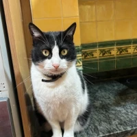 Adopta a Sangonereta