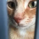 Adopta a Nacho