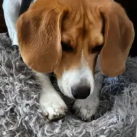 Adopta a Ozzy