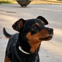 Adopta a Roco