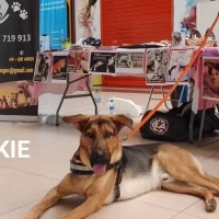 Adopta a Jackie