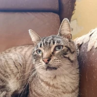 Adopta a Neo