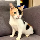 Adopta a Mimi