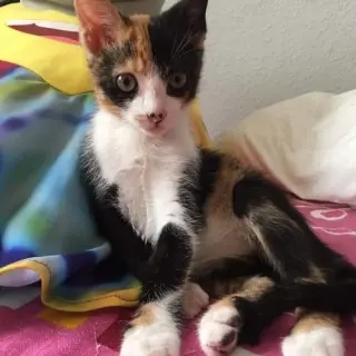 Fresa