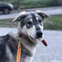 Adopta a Gal·la