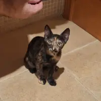 Adopta a Anora