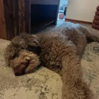 Adopta a Koko