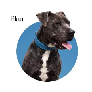 Blau