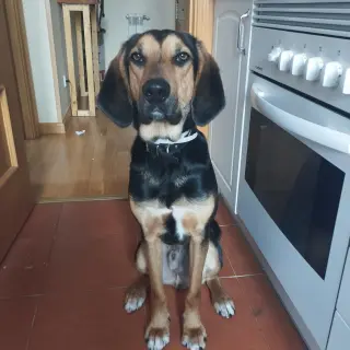 Dobby