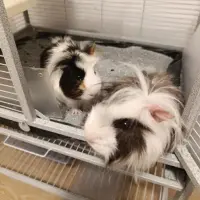 Adopta a Bambú  Y Fantasma