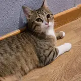Adopta a Bosque