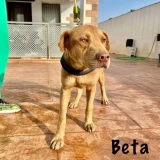 Adopta a Beta