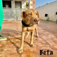 Adopta a Beta