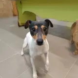 Adopta a Dino
