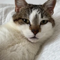Adopta a Iosif