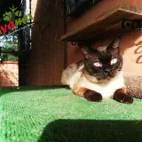Adopta a Burton