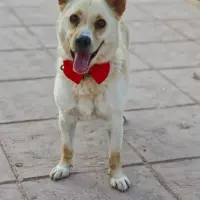 Adopta a Coco