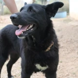 Adopta a Lola