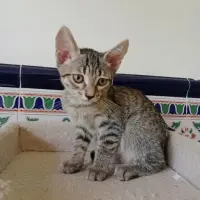 Adopta a Paco