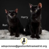 Adopta a Harry y Ron