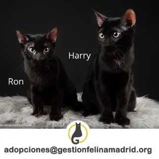 Harry y Ron