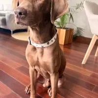 Adopta a Hermés