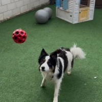 Adopta a Rocky