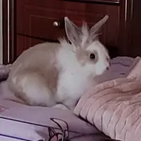 Adopta a Pumiki