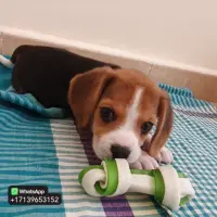 Adopta a Cori