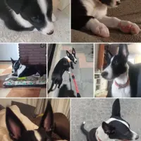 Adopta a Gus